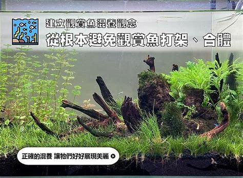 燈魚 混養|千萬別亂買！建立觀賞魚混養觀念｜水族箱姊弟－水族 